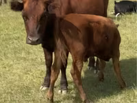 Lo’, Cattle — sawirka 1
