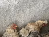 Brahma — Foto 4