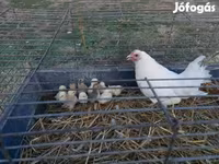Chickens — عکس 1