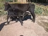 Vaca, Ganado vacuno — foto 2