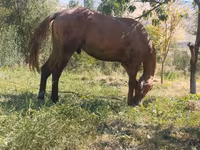 اسب نر, اسب — عکس 3