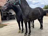 Horse (M), Horses — photo 2