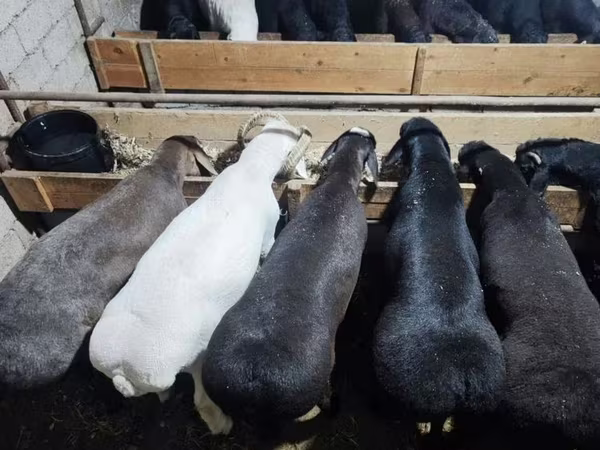 قوچ, گوسفند