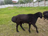 Koç, Hissar sheep — foto 2
