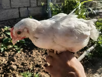 Chickens — foto 1