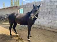 Kuda betina, Horses — foto 1