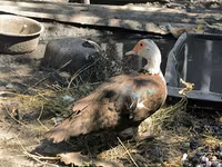 Muscovy domestica — foto 3
