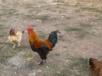 Chickens — foto 3