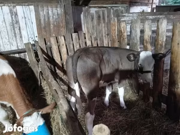 Mucca, Razza Holstein