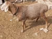 Beran, Katum sheep — foto 2
