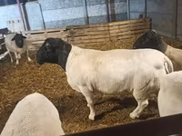 भेड़, Dorper sheep — फ़ोटो 5