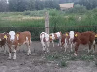 Býk, Simmental cattle — foto 1