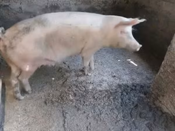 Prasnice, Крупная белая