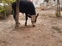 گاو و گوساله (گروه، جنسیت مشخص نشده), گاو — عکس 3