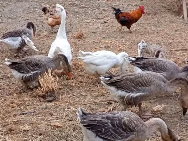 Geese