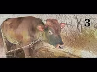 গবাদি পশু (দল, লিঙ্গ উল্লেখ নেই), Simmental cattle — ছবি 3