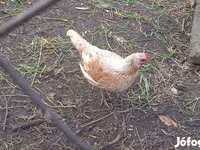 Chickens — تصویر 5