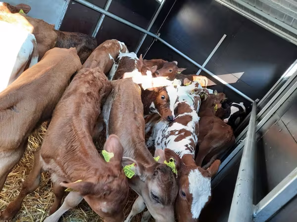 公牛, Simmental cattle
