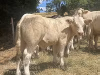 ወንድ በሬ, Charolais cattle — ፎቶ 3