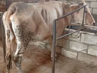 Krava, Simmental cattle — foto 3