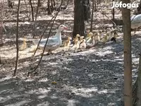Ducks — foto 2