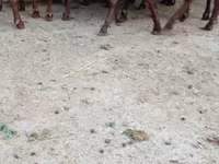 عنزة, Murcia-Granada goats — الصورة 4