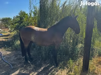 Kůň, Lipizzaner — foto 5