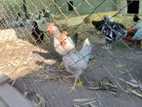 Australorp — foto 8