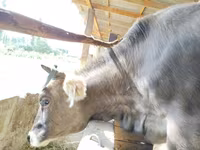 Vacă, Swiss cattle — foto 7
