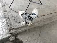 Chickens — foto 2