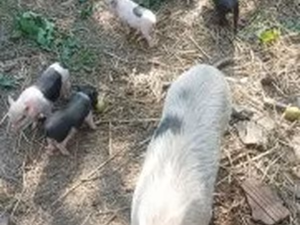 Porci (lot, sex nespecificat), Вьетнамская вислобрюхая