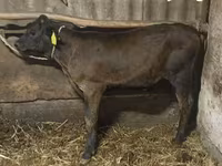 گاو نر, Swiss cattle — عکس 1