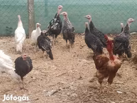 Turkeys — fotografija 1
