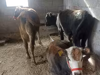 Kuh, Swiss cattle — Foto 3