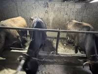Lembu betina, Cattle — foto 6