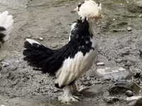 Chickens — foto 1