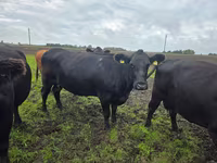Vaca, Aberdeen-Angus — foto 1