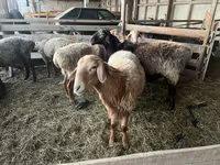 Vædder, Arashan sheep — foto 4
