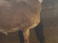Kos, Arashan sheep — 1. fotó