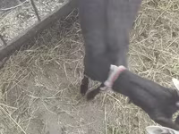 Κατσίκα, Murcia-Granada goats — φωτογραφία 6