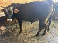 Toro, Swiss cattle — foto 1