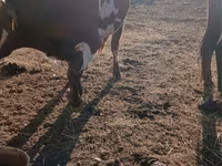 Bik, Swiss cattle — fotografija 2