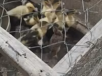 Chickens — foto 6
