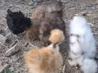 ไก่เดนมาร์ก — รูปภาพ 3