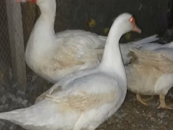 Ducks