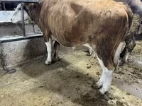 Vaca, Simmental cattle — foto 2