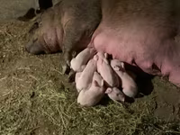 Doofaar dhaddig, Pigs — sawirka 4