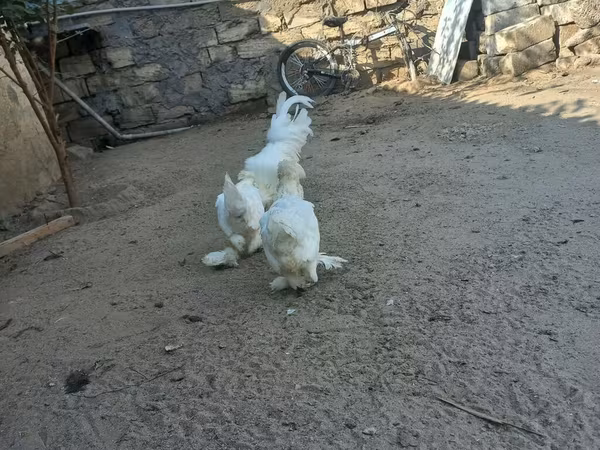 Sultan
