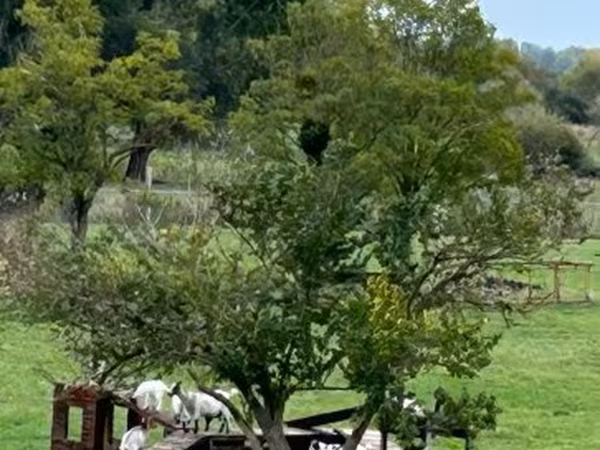 Chèvre, Dutch Landrace goats