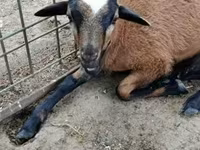 Schaf, Cameroon sheep — Foto 1